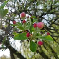 Apple Blossoms- Flowering Branches