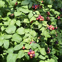 Blackberry foliage