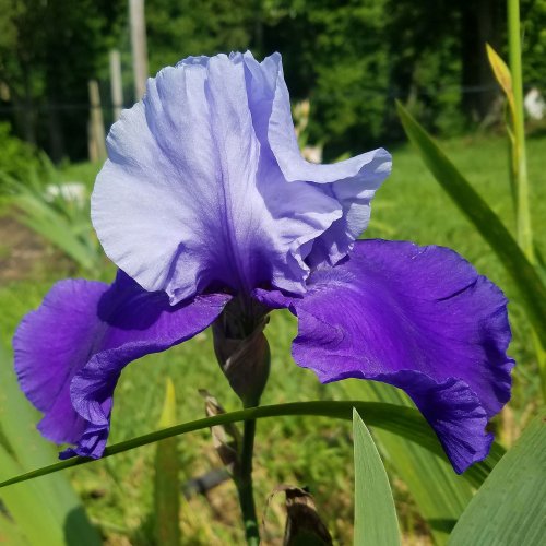 Iris - Bearded - Purple