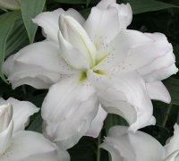 Lily - Oriental - Double Lillies