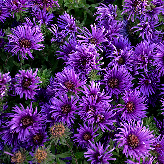 Aster- purple - Click Image to Close