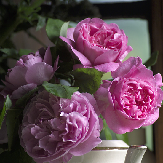 Rose - Garden Roses -Pink - Click Image to Close