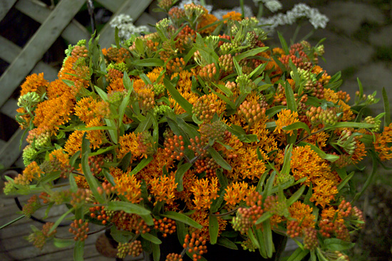Butterflyweed - Orange, Yellow - Click Image to Close