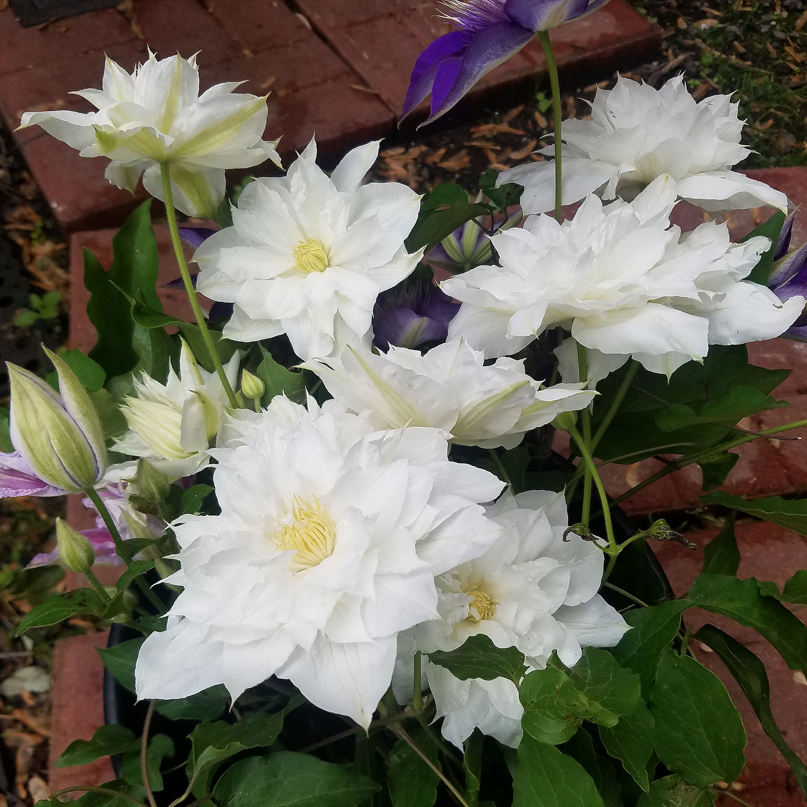 Clematis - White - Click Image to Close