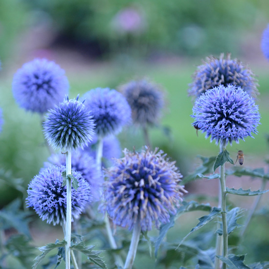 Globe Thistle - Stems approximately 6", single flower - Click Image to Close