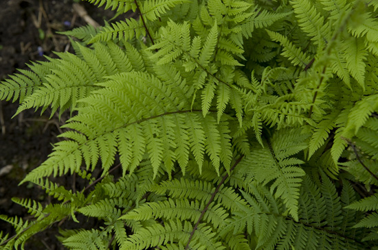 Fern - Click Image to Close