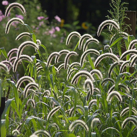 Grass - Foxtail - Click Image to Close
