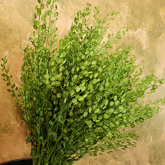 Pennycress - Click Image to Close