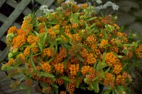 Butterflyweed - Orange, Yellow