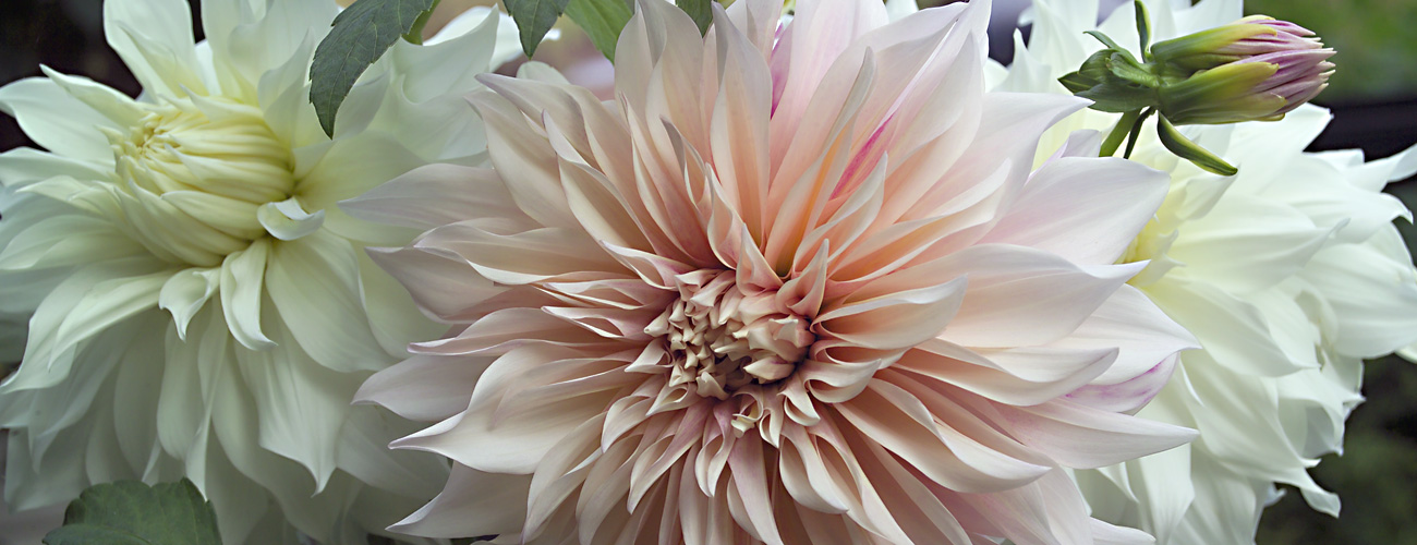 Dahlias in many colors